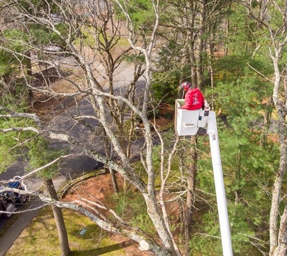 Standard Trees Gallery