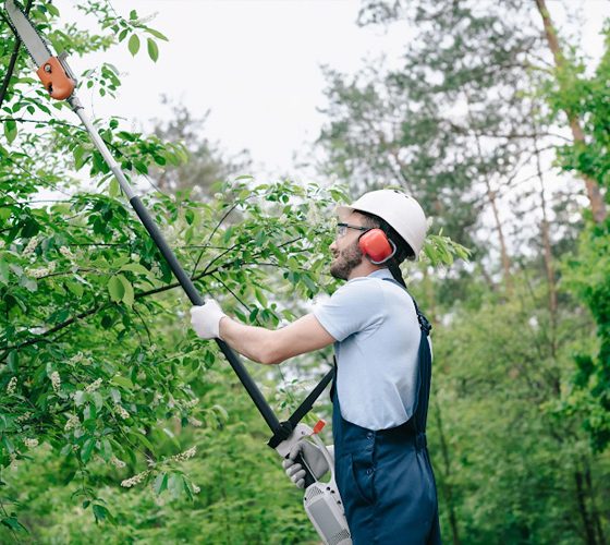 Standard Trees Gallery