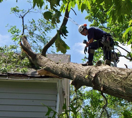 Standard Trees Gallery