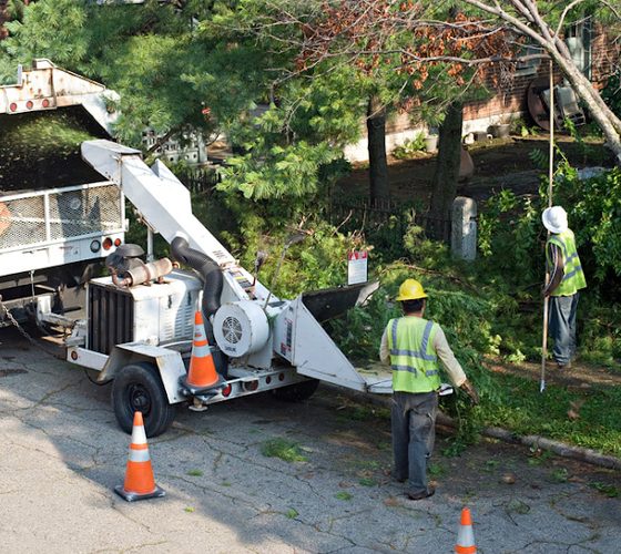 Standard Trees Gallery