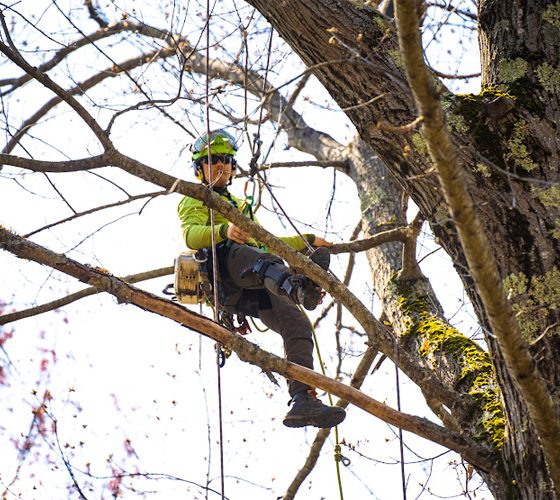Standard Trees Gallery