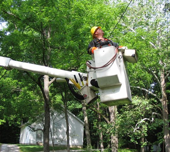 Standard Trees Gallery