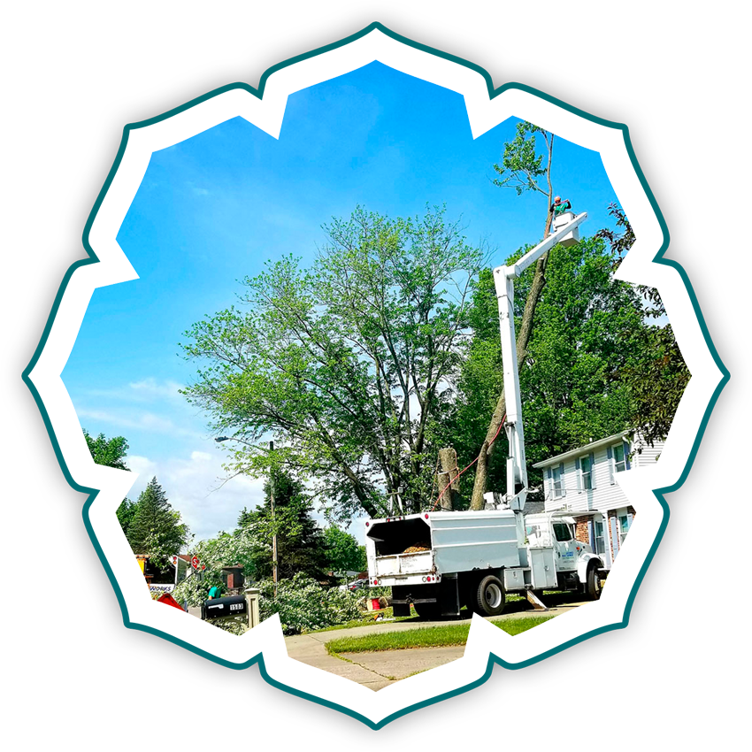 What services does Standard Trees offer?